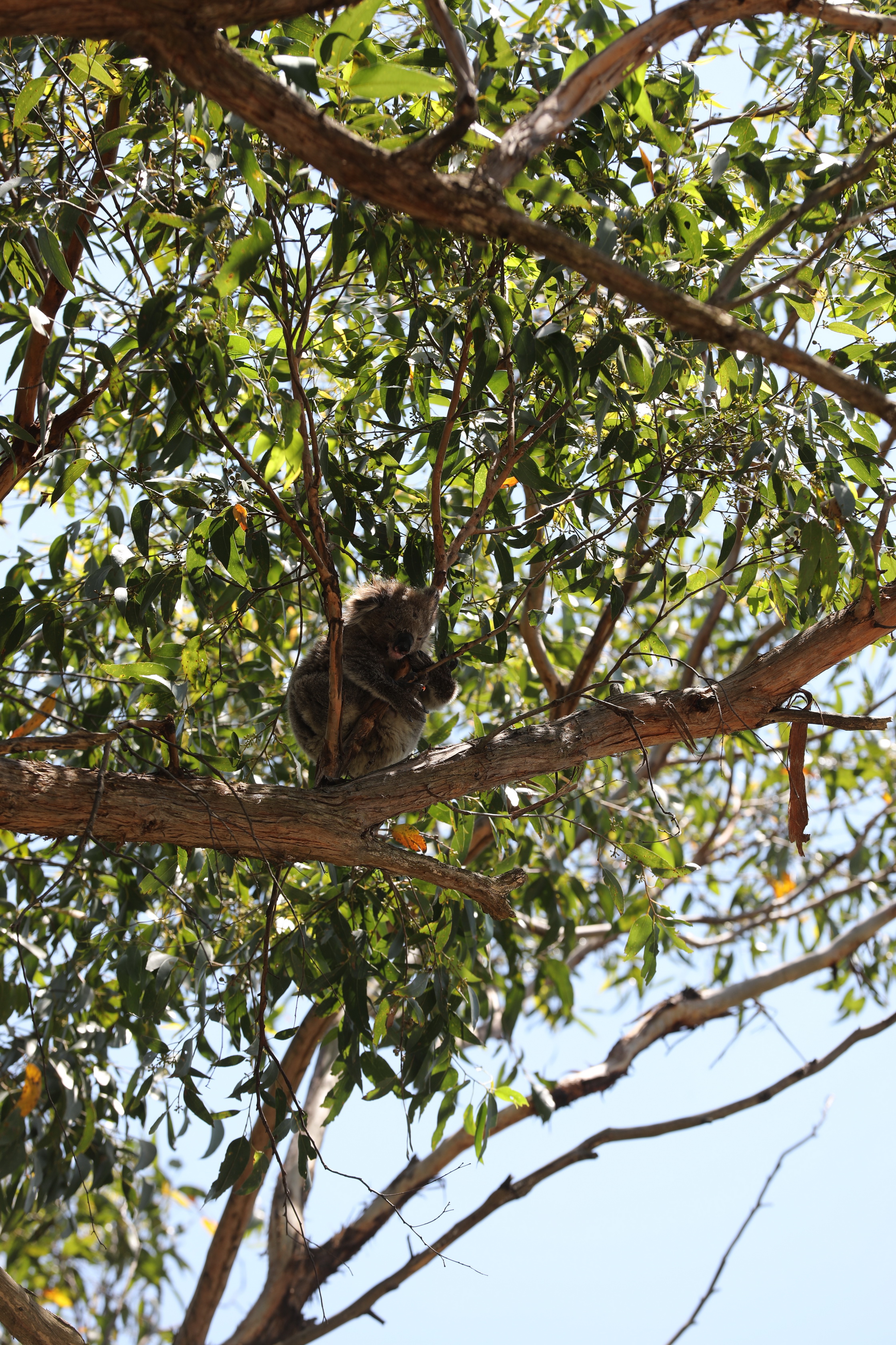 Koalas am Cape Otway